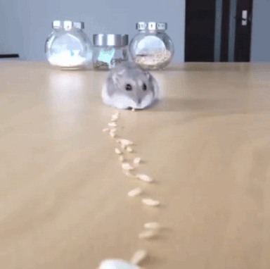 GIF of hamster following the bread crumbs trail, showcasing signposting